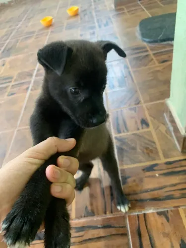 Vendo husky siberiano fêmea por 400 reais 