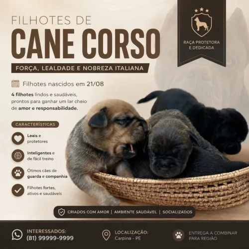 4 Lindos Filhotes de Cane Corso