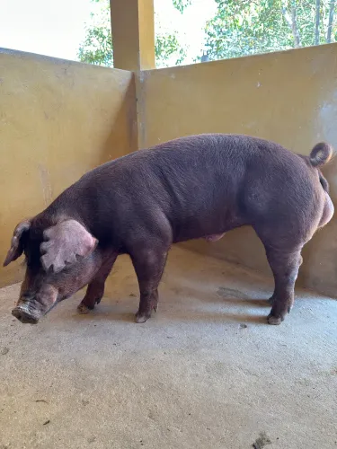Reprodutor Duroc PO