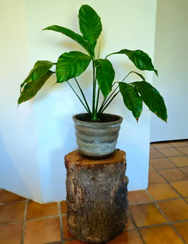 VENDO VASO DE CIMENTO 22CM ALTURA E PLANTA LIRIO DA PAZ 70CM , APOIO EM TRONCO 50CM