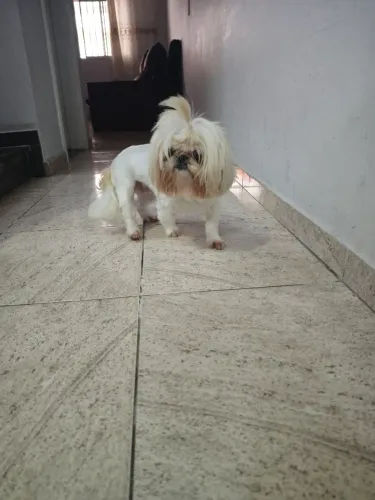 Shih Tzu Branco e Dourado: Qualidade e Doçura com Pedigree ALKC