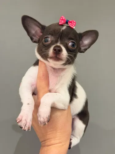 Chihuahua fêmea, amor sincero, verdadeiro e sem interesse algum. 