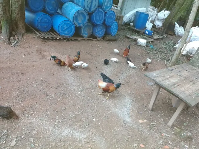 Galinha caipira 