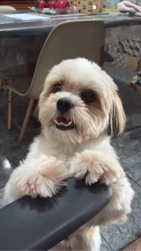 Shih Tzu Macho