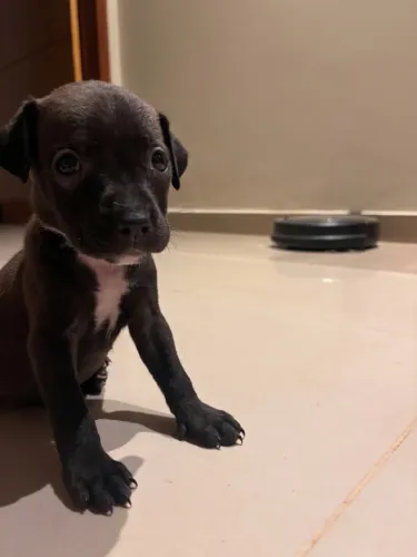 Filhote Pitbull Fêmea