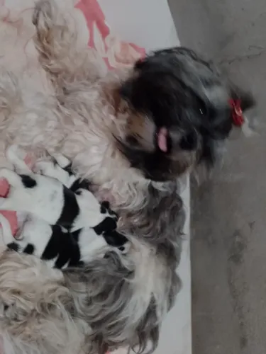 Venda de cachorro Shitzu 