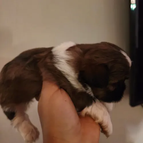 Cachorro