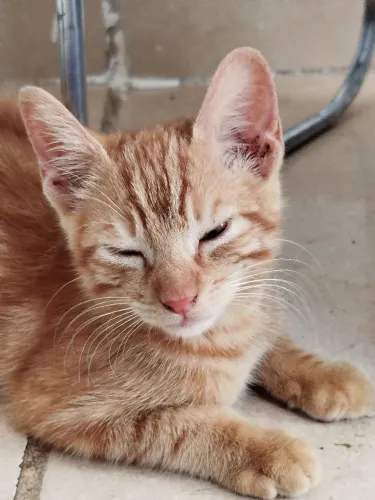 Adoção de Gato