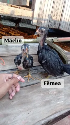 Casal de pintos índio gigante negro puro