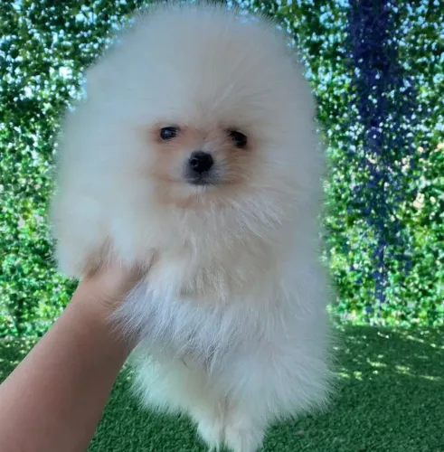 Filhote Spitz Alemão, A amizade mais verdadeira vem de um rabinho abanando!