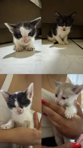 Doa-se Gatinhos