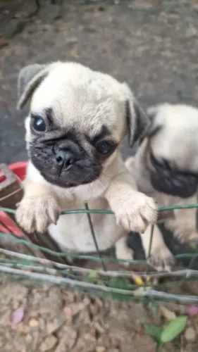 FILHOTES DE PUG MACHO E FÊMEA A VENDA