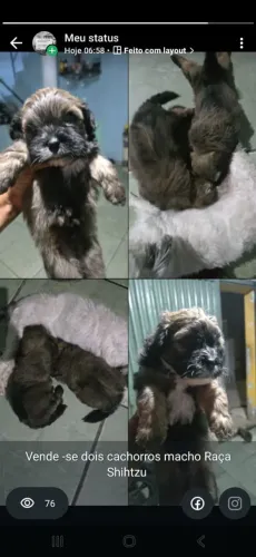 Cachorro Shitzu puro
