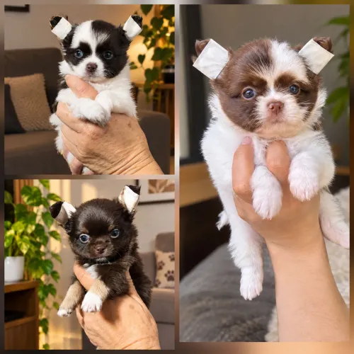 Vendo Filhotes de chihuahua Macho 