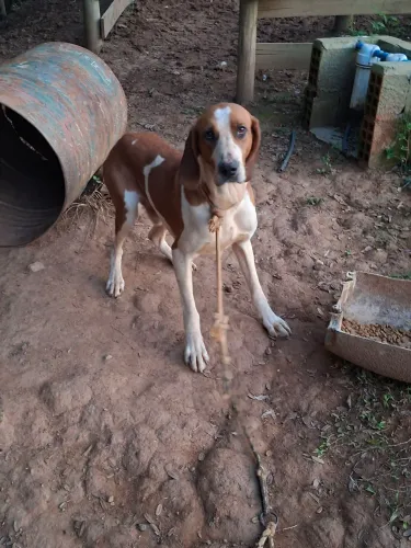 Cachorro americano