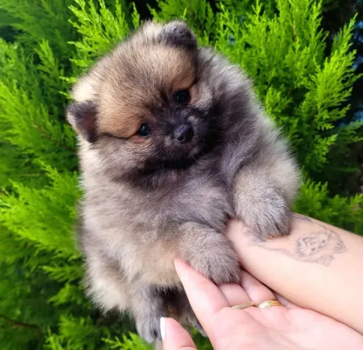 Lulu da Pomerânia Anão macho - Pedigree CBKC - 12x sem juros engio incluso
