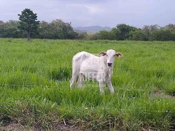 Fazenda com 2 dormitórios à venda, 333960 m² por R$ 1.650.000,00 - Mato Alto - Silva Jardi