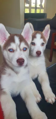 Dois filhotes de Husky Siberiano ferrugem com branco 