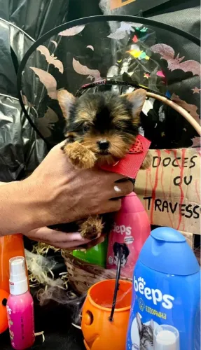 Os mais amáveis e dóceis yorkshire