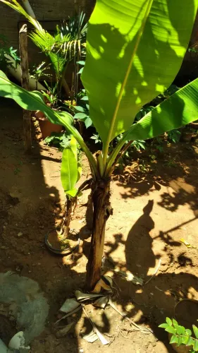 Banana nanica mudas....25.00   av brasil.americana sp
