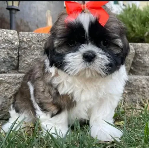 Filhote Shih Tzu, Transforme sua casa em um lar cheio de amor!