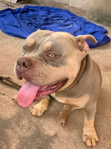 Cobertura American Bully três cores PROMOÇÃO 750$