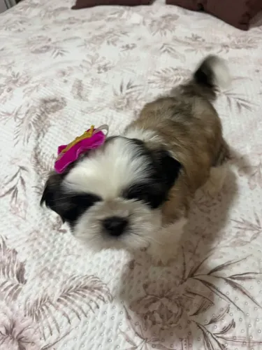 Shih Tzu fêmea a venda 