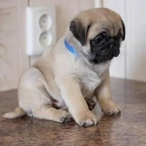Filhotes de Pug | Filhotes lindos e bem cuidados!