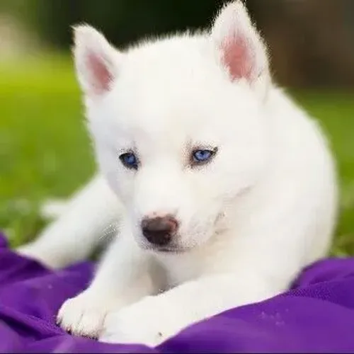 Husky Siberiano filhote como flocos de algodão muito fofucho 