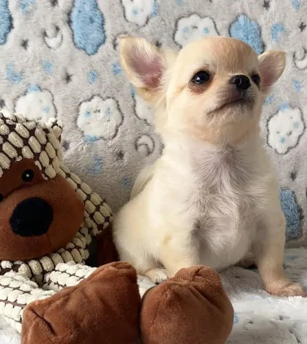 Chihuahua um príncipe esperando por um lar.
