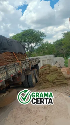 GRAMA ESMERALDA NATURAL EM SALTO ? ENTREGA RÁPIDA