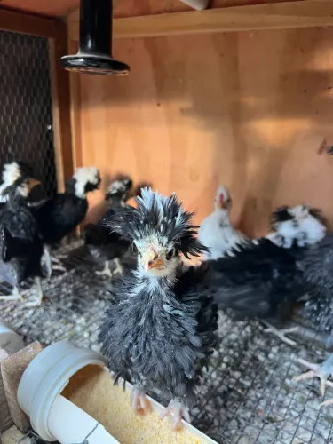 Vendo pintinho e frangos de galinha polonesa
