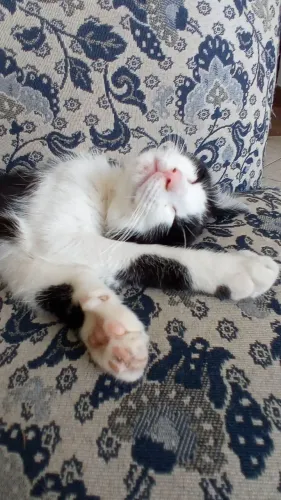 Gata castrada para doação 