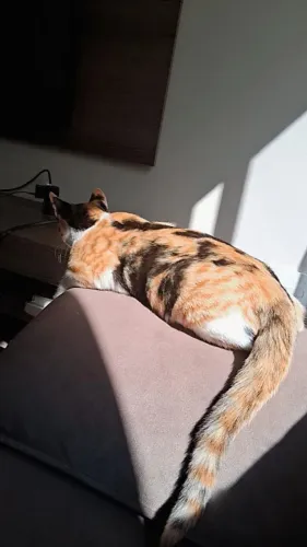 Doa-se gatinha 