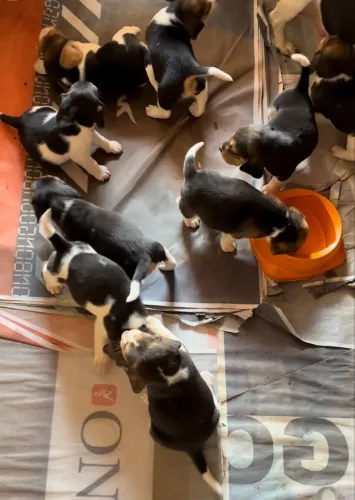 Filhotes beagles ambas cores disponíveis