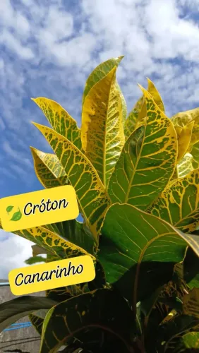 Kit 3 Mudas de: Croton canarinho, tropical, pé de galinha. 