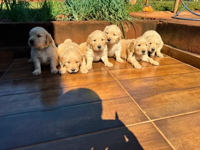 Doa-se Golden Retriever