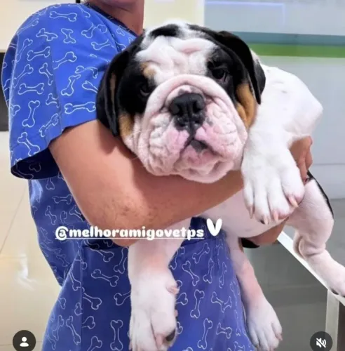 Filhotes de Bulldogue Inglês - Para pessoas exigentes