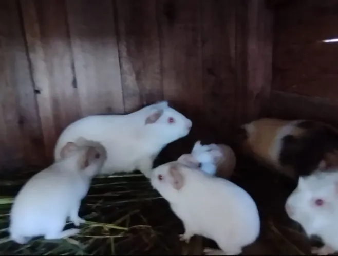 Vende-se porquinho da índia 