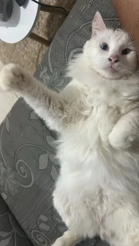 Adoção de gato