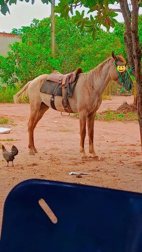 Vendo cavalo Podro 1 ano e meio