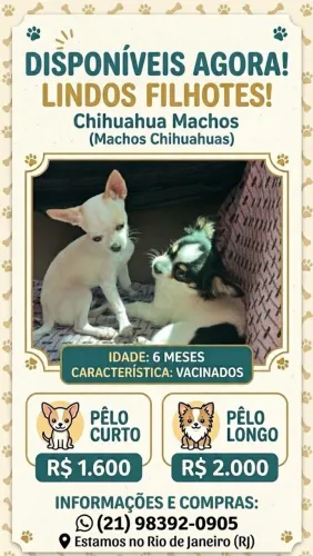 Chihuahuas machos
