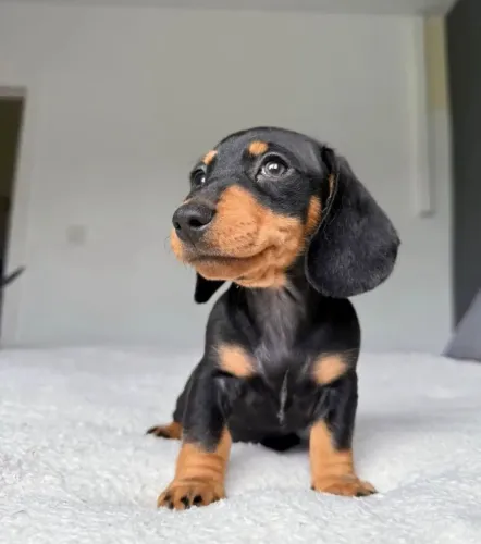 Basset: Puro amor em tamanho pequeno