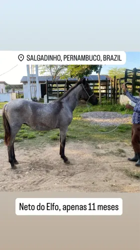 Potro Mangalarga Marchador Rosilho - Neto do Elfo - 11 Meses