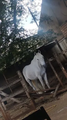 Cavalo