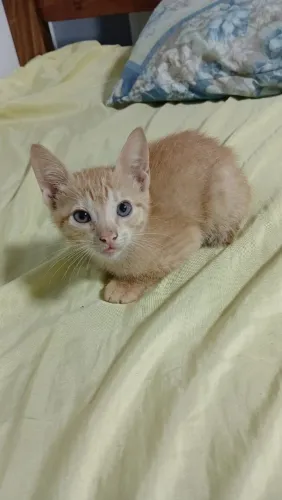 Gatinha laranja precisando de dono