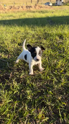 Filhote de Jack Russel 