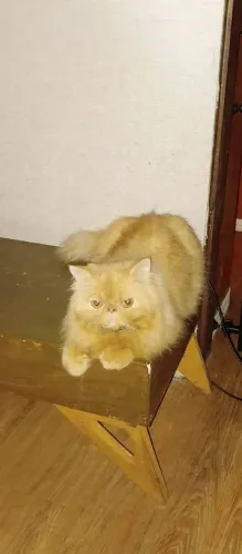 Gato persa macho