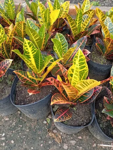 Mudas de croton