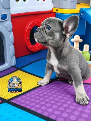 Bulldog Francês Cor Lilac Tan